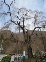 中正寺のしだれ桜（4月3日現在）